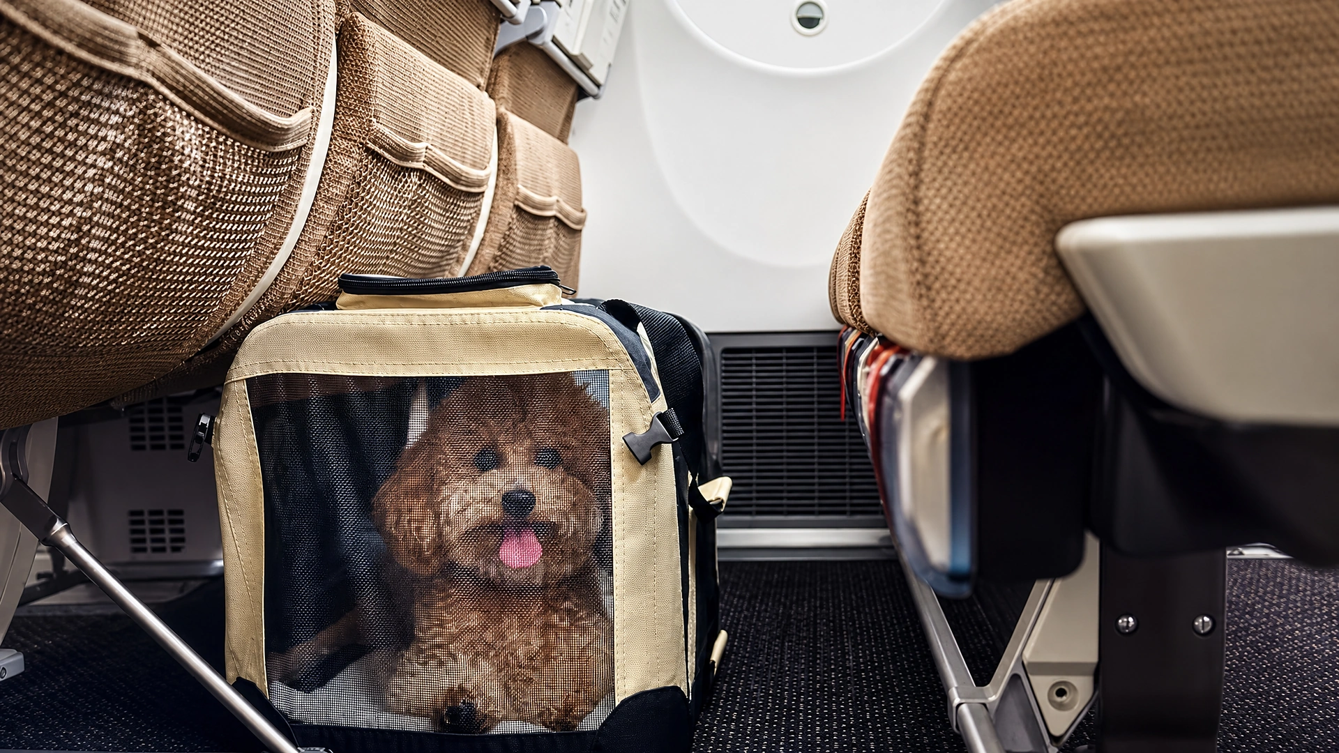 Etihad lowers in-cabin pet fee to $399 and what it means for UAE travellers